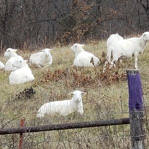 Meet your Posher, Rose